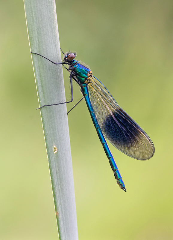 Banded Demoiselle male 3